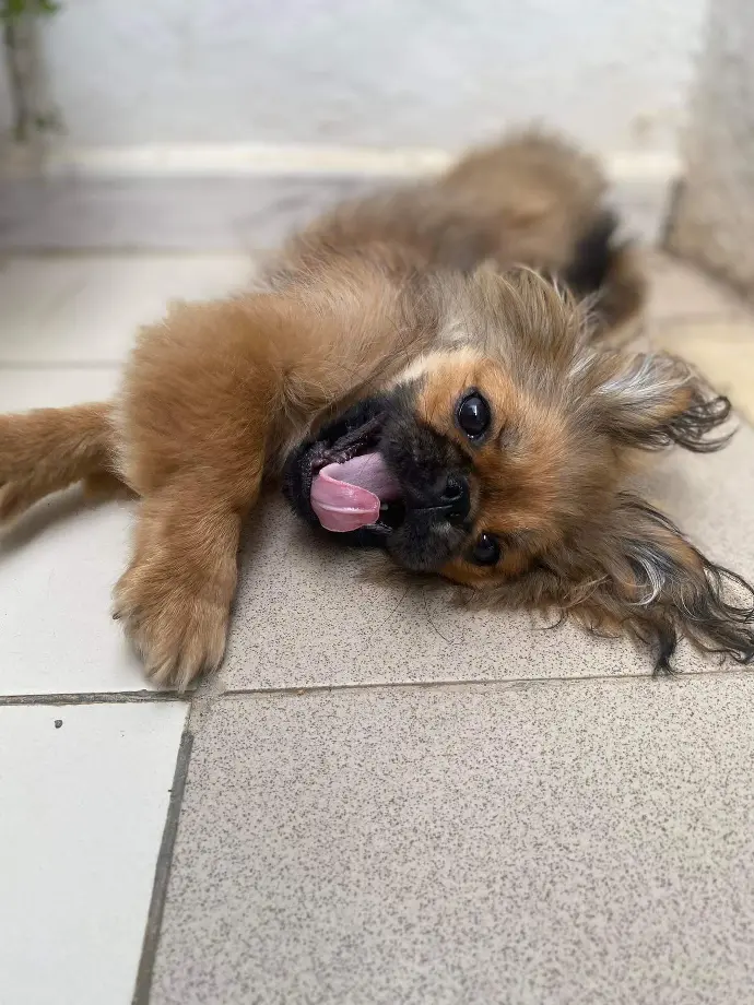 Female Canine Female Canine